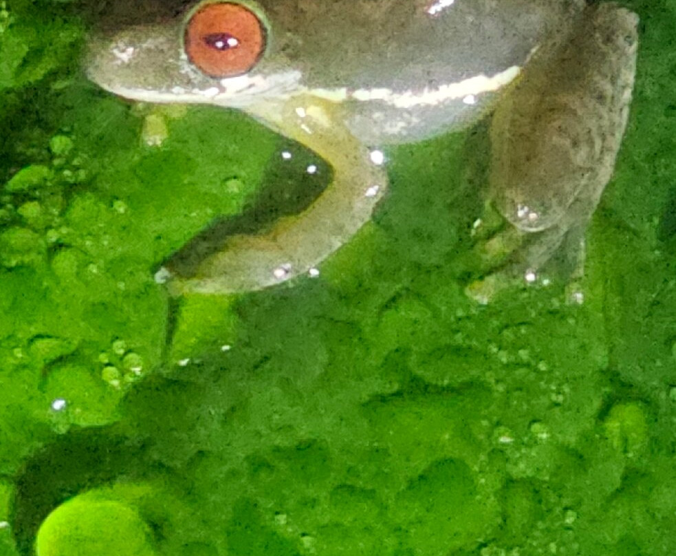Ranario Monteverde Frog Pond景点图片