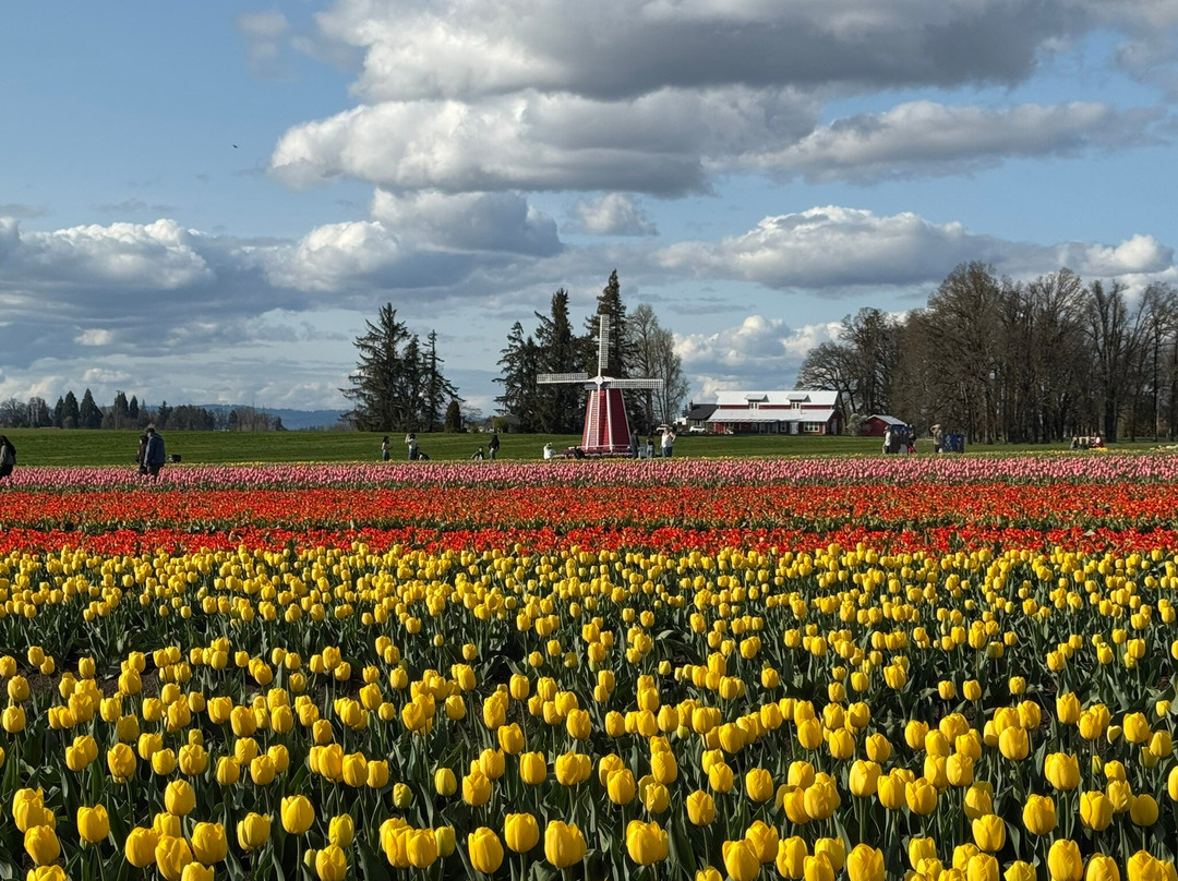 Wooden Shoe Tulip Farm景点图片