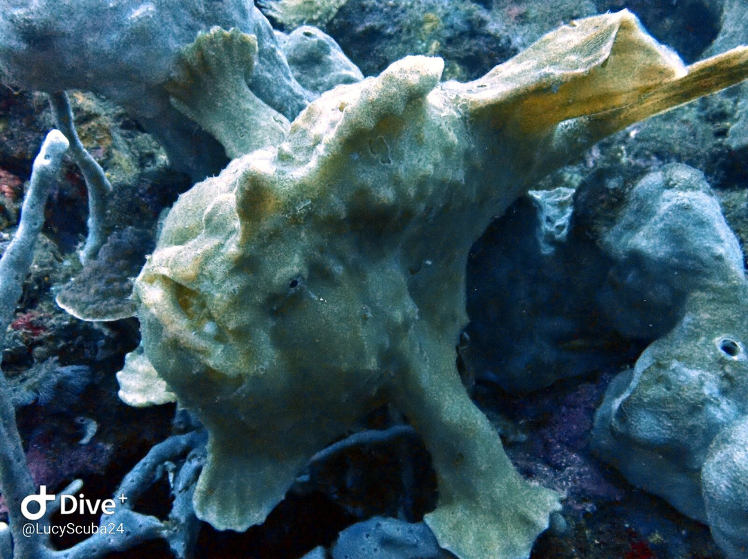 Scuba Tribe Bali-图兰本必去景点