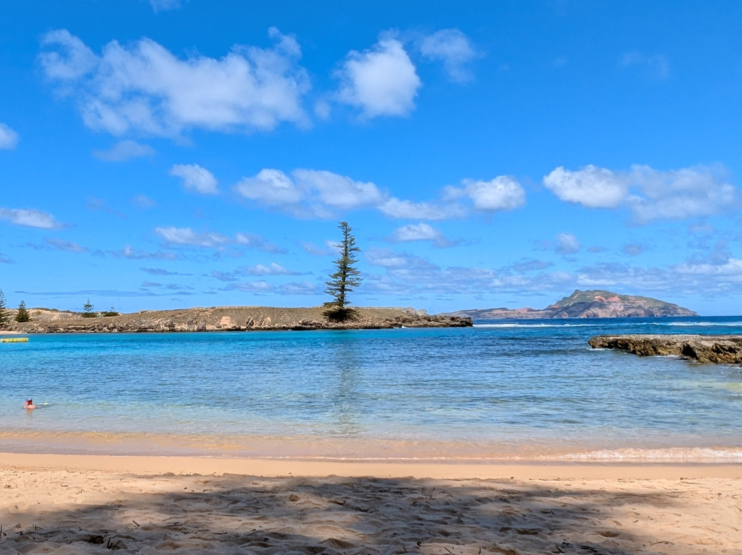 Hibiscus Regal主图