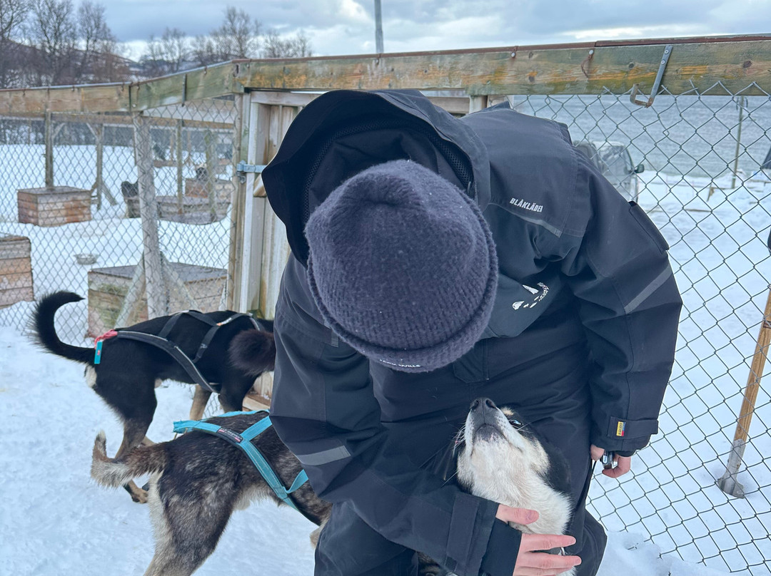 Kvaløya Husky景点图片