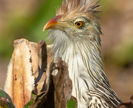 Wildlife Expeditions Of Brazil-Chapada dos Guimaraes必去景点