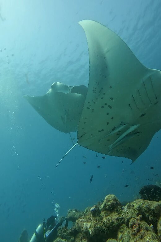Dive Ukulhas景点图片