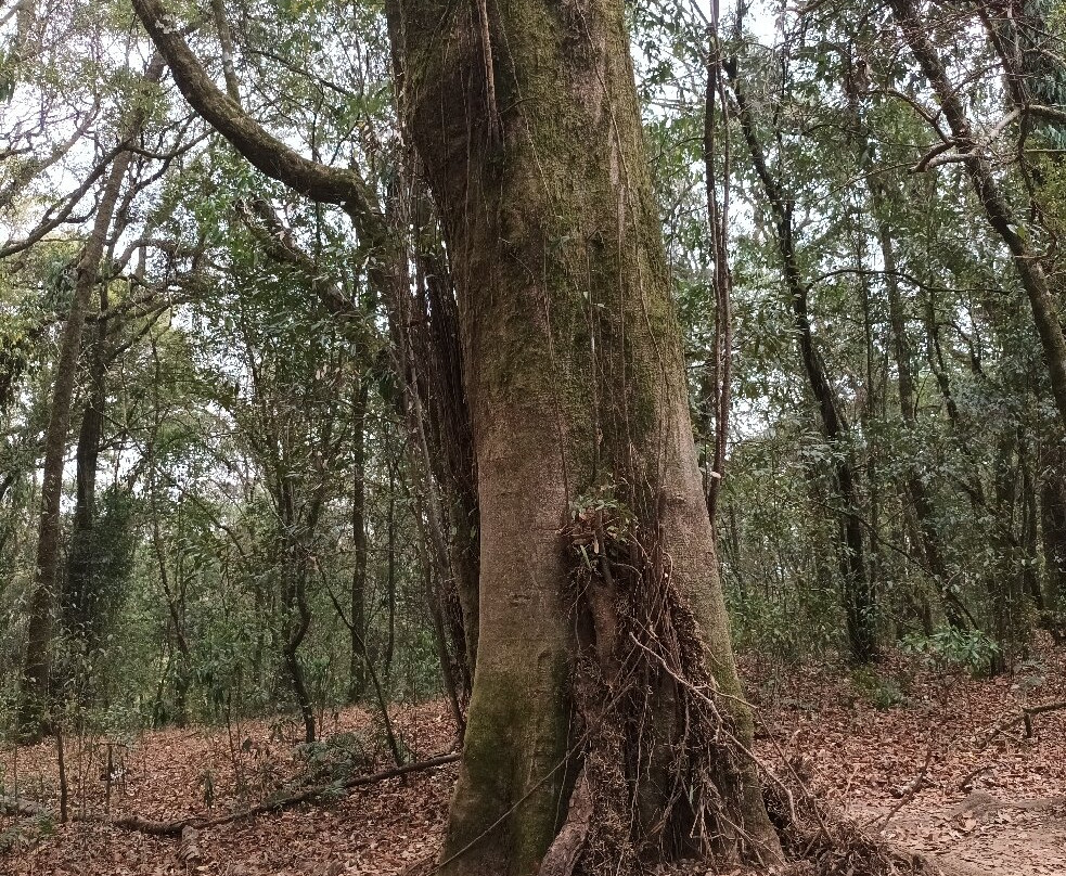 Mawphlang Sacred Forest-西隆必去景点