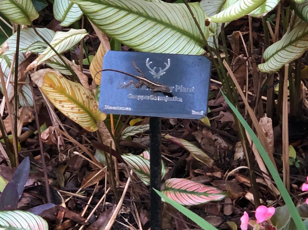 Deerfield Beach Arboretum-迪尔菲尔德比奇必去景点