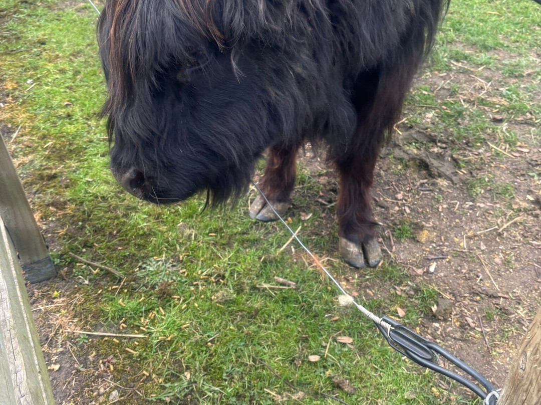 Tattershall Farm Park景点图片