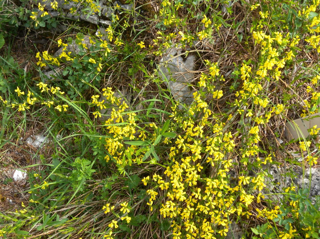 Alpine Botanical Garden Juliana-Trenta必去景点