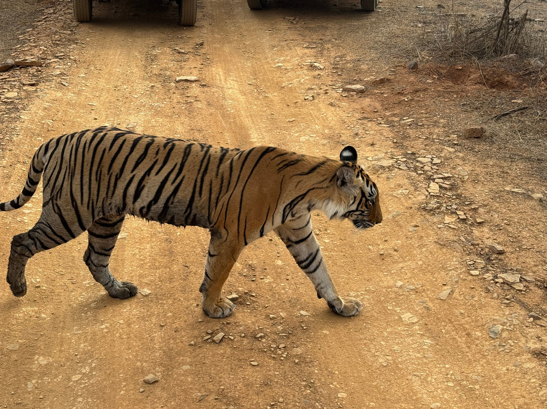 Ranthambore Tiger Safari-瑟瓦伊马托布尔必去景点
