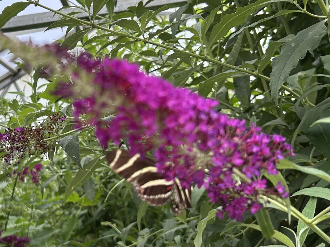 The Butterfly Haven-Pingree必去景点