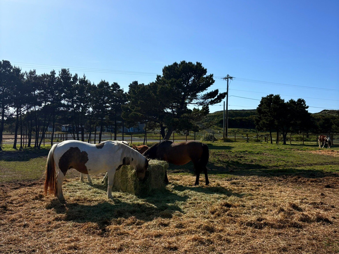 Bandon Beach Riding Stables-班登必去景点