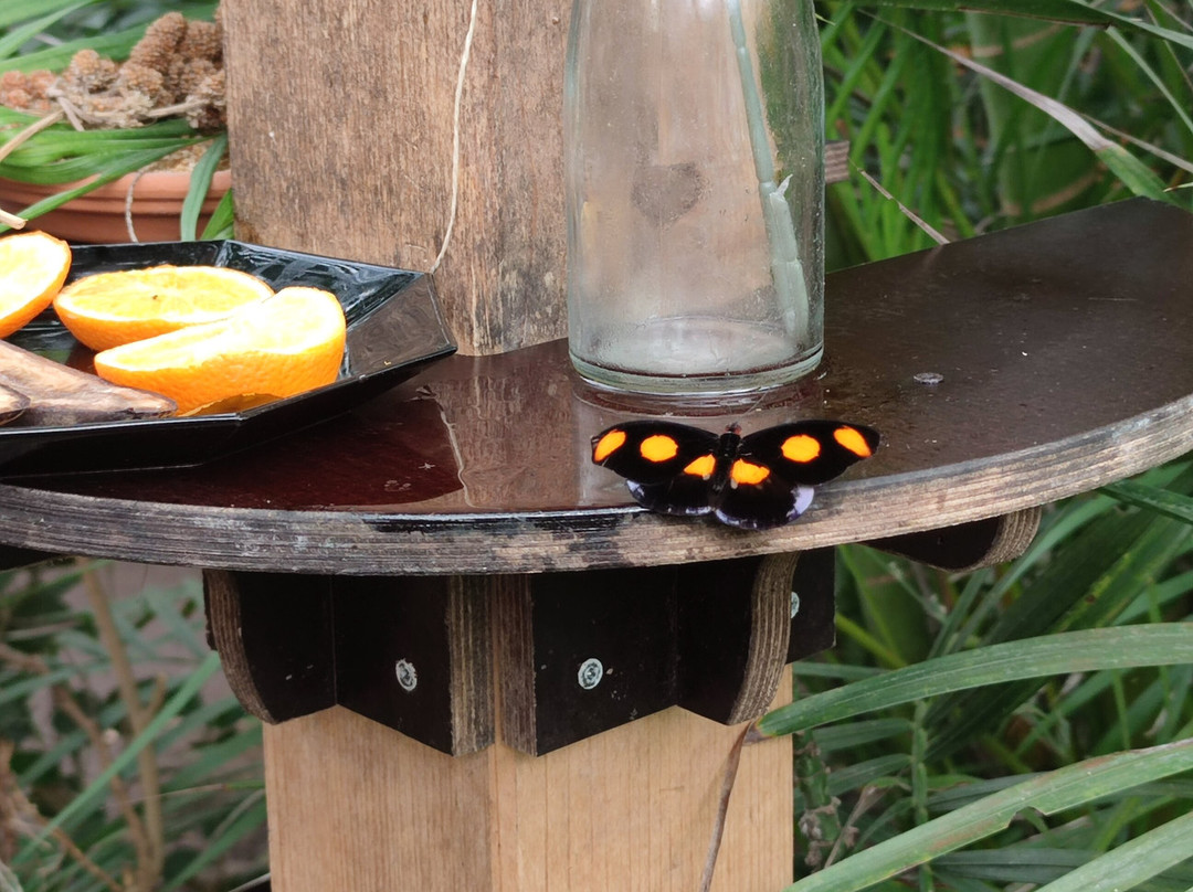 Schmetterlingspark Buchholz-Buchholz in der Nordheide必去景点