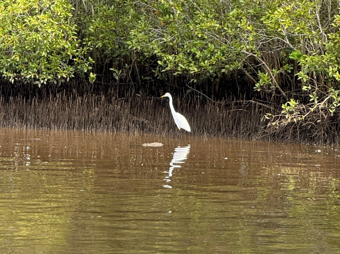 Cruise Maroochy Eco景点图片
