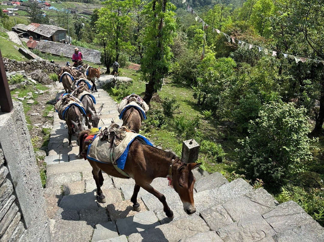 Mountain Monarch Adventures - Private Day Tours景点图片
