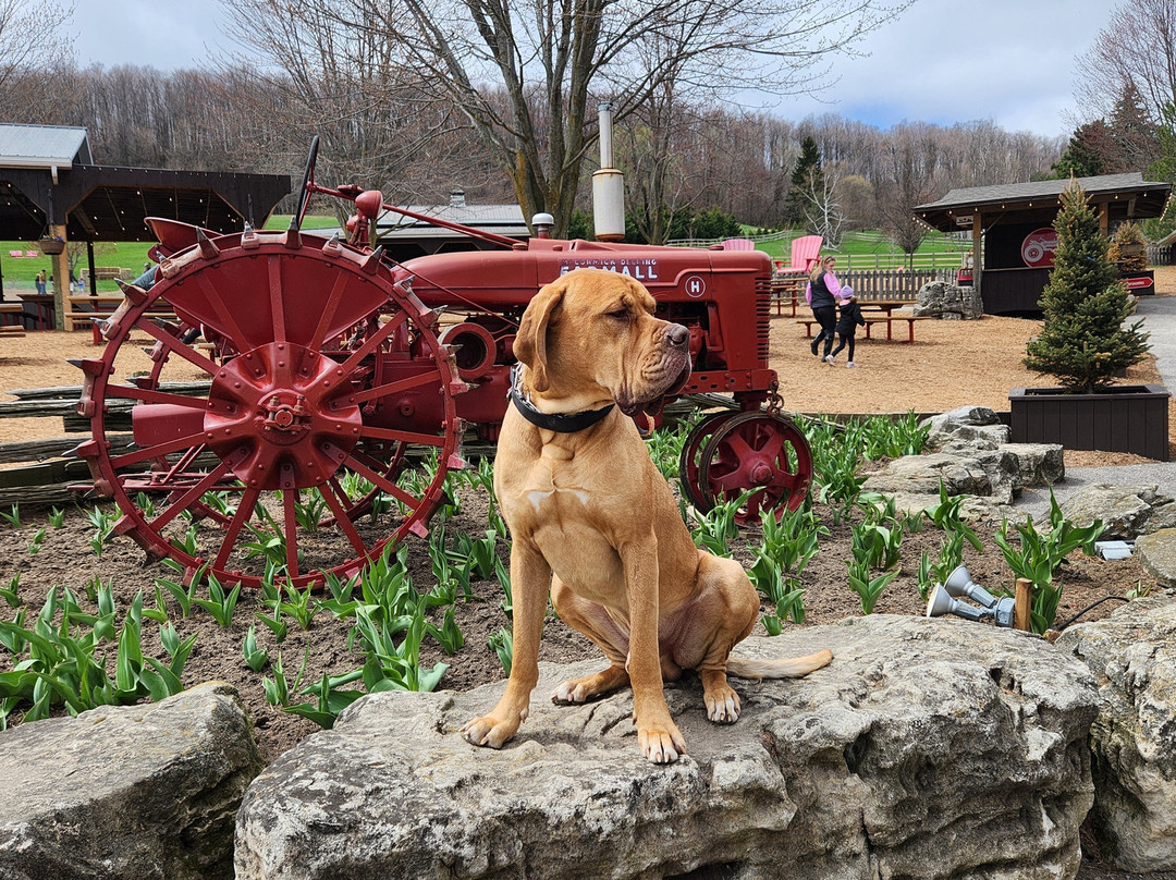 Springridge Farm-Milton必去景点