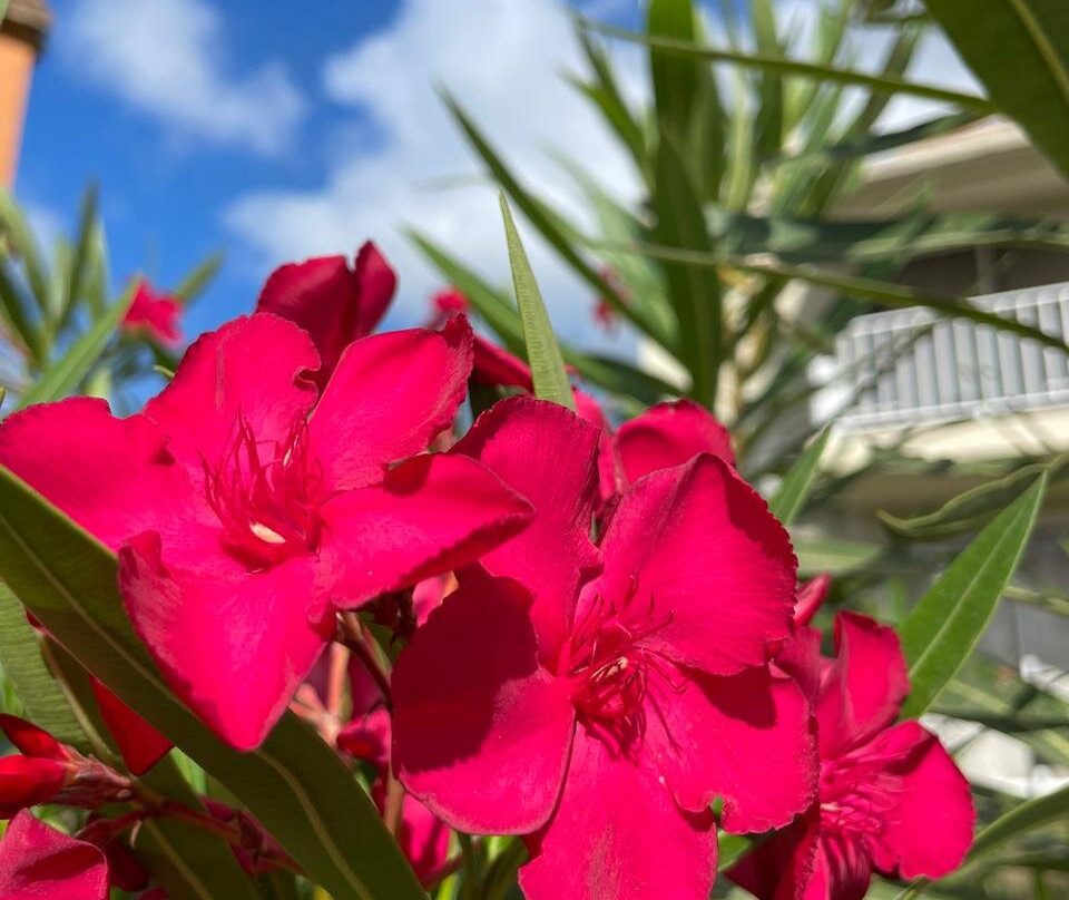 Canadian Resorts Nuevo Vallarta主图