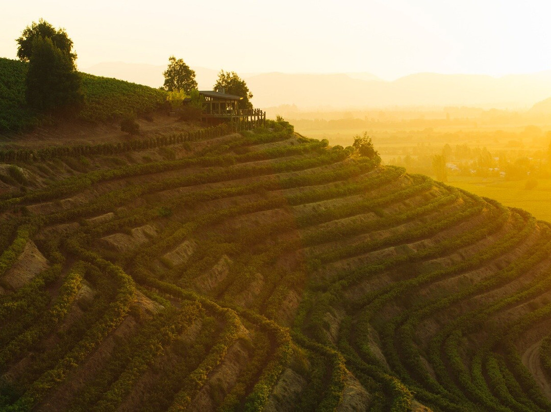 Viña Ventisquero - Mirador La Roblería-圣克鲁斯必去景点