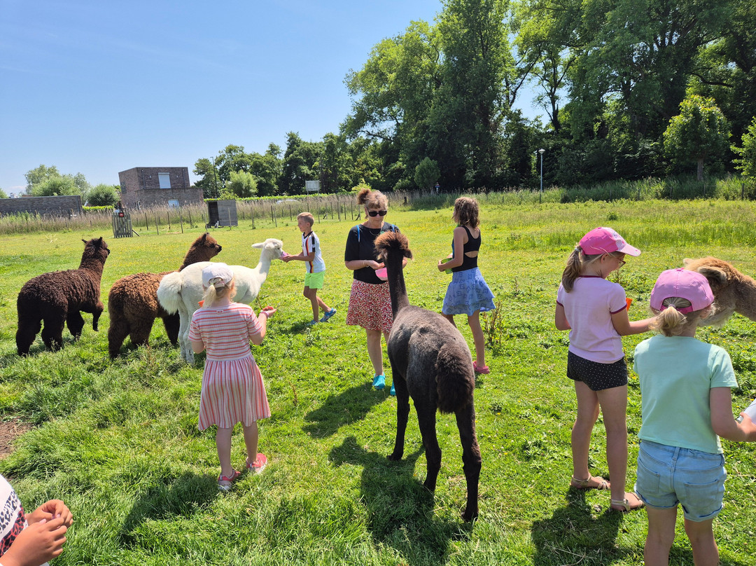 Alpaca Farm