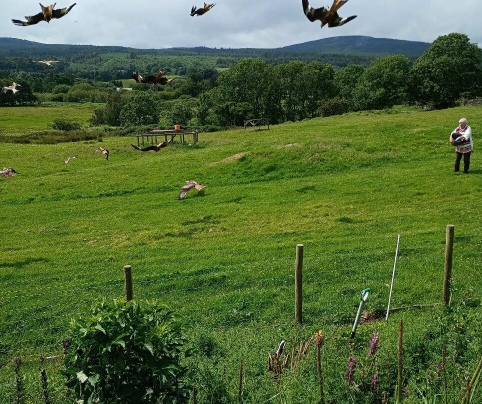 Bellymack Hill Farm - Kite Feeding Station-Laurieston必去景点