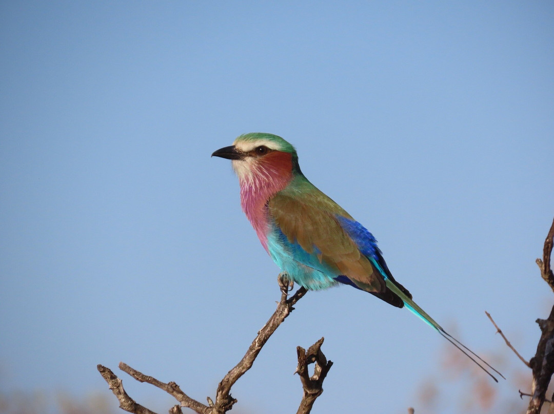 Safari With Us - Day Tours-约翰内斯堡必去景点