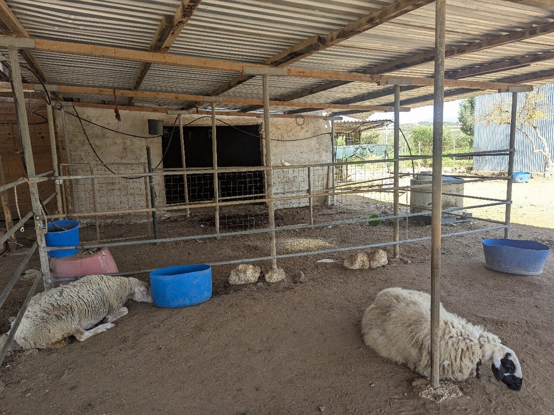 Agia Marina Donkey Rescue Sanctuary-Petrokefali必去景点