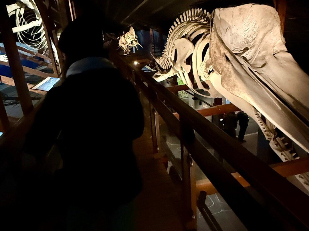 胡萨维克鲸博物馆-胡萨维克必去景点