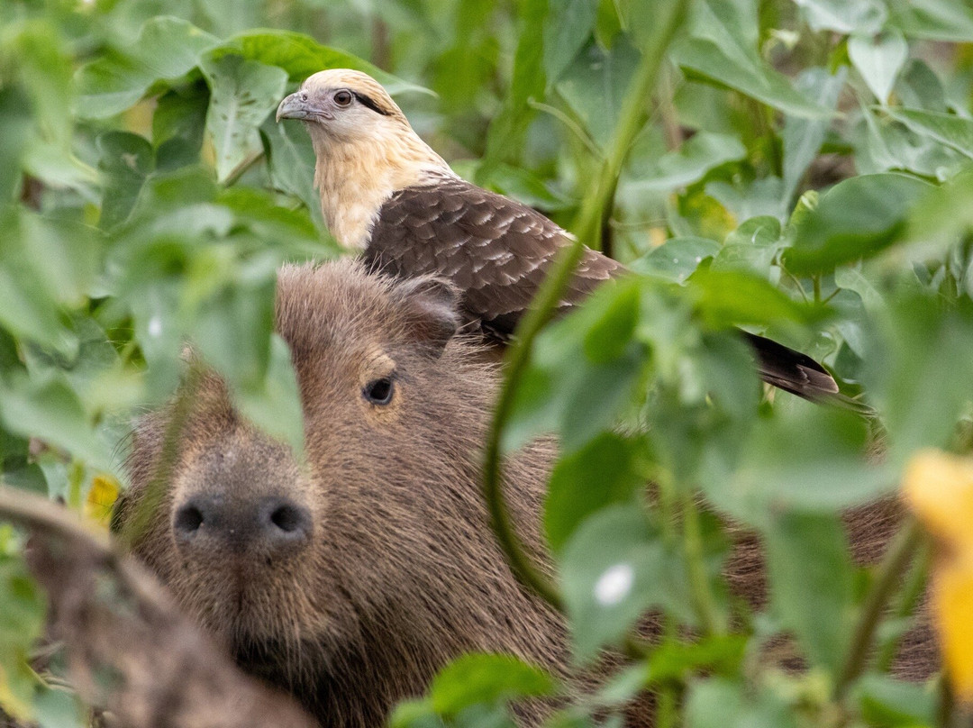 Indigena Tours-Rurrenabaque必去景点