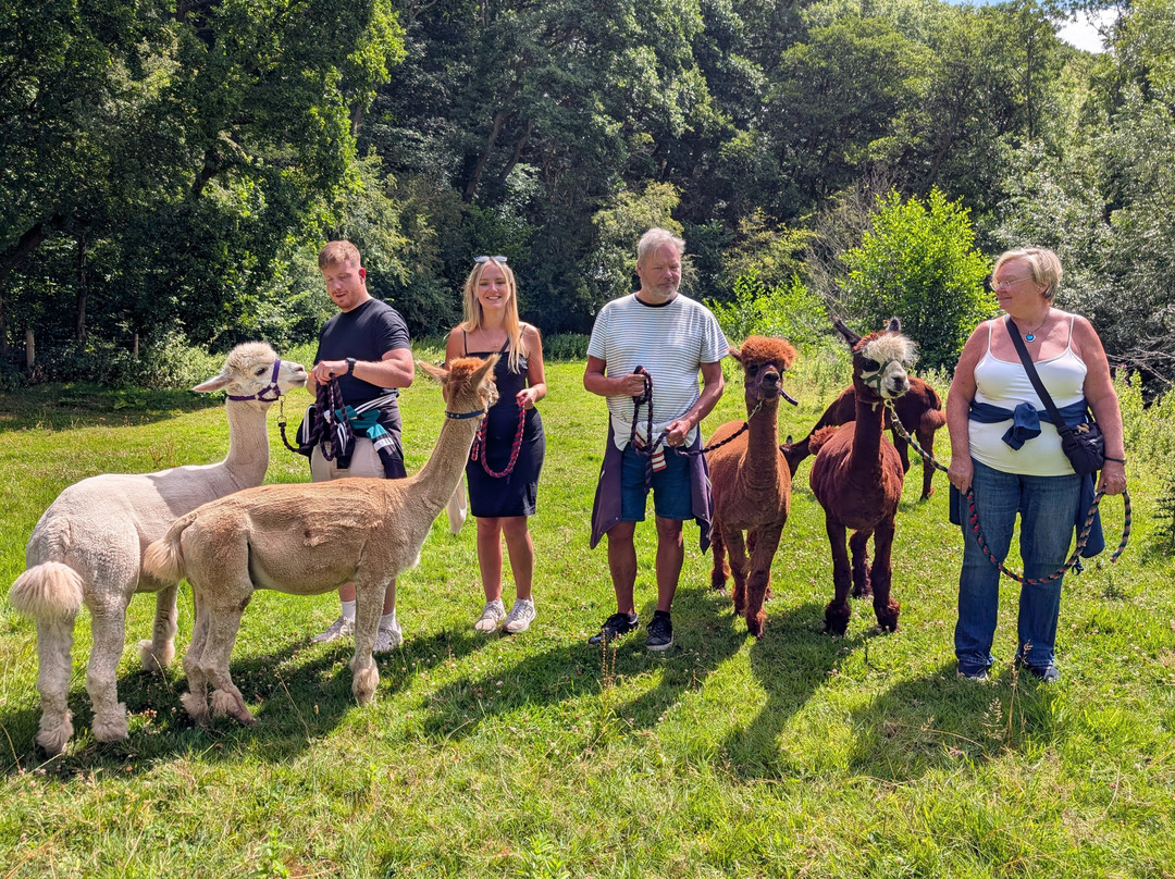Bell Farm Alpacas-Pensford必去景点