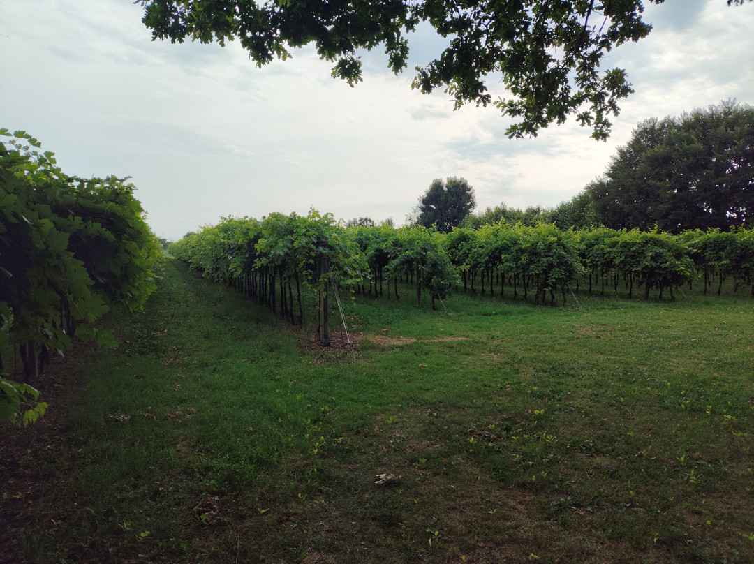 Azienda Agricola Bardi