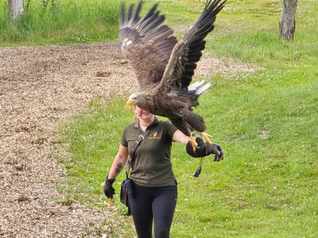 Eagle World-Bindslev必去景点