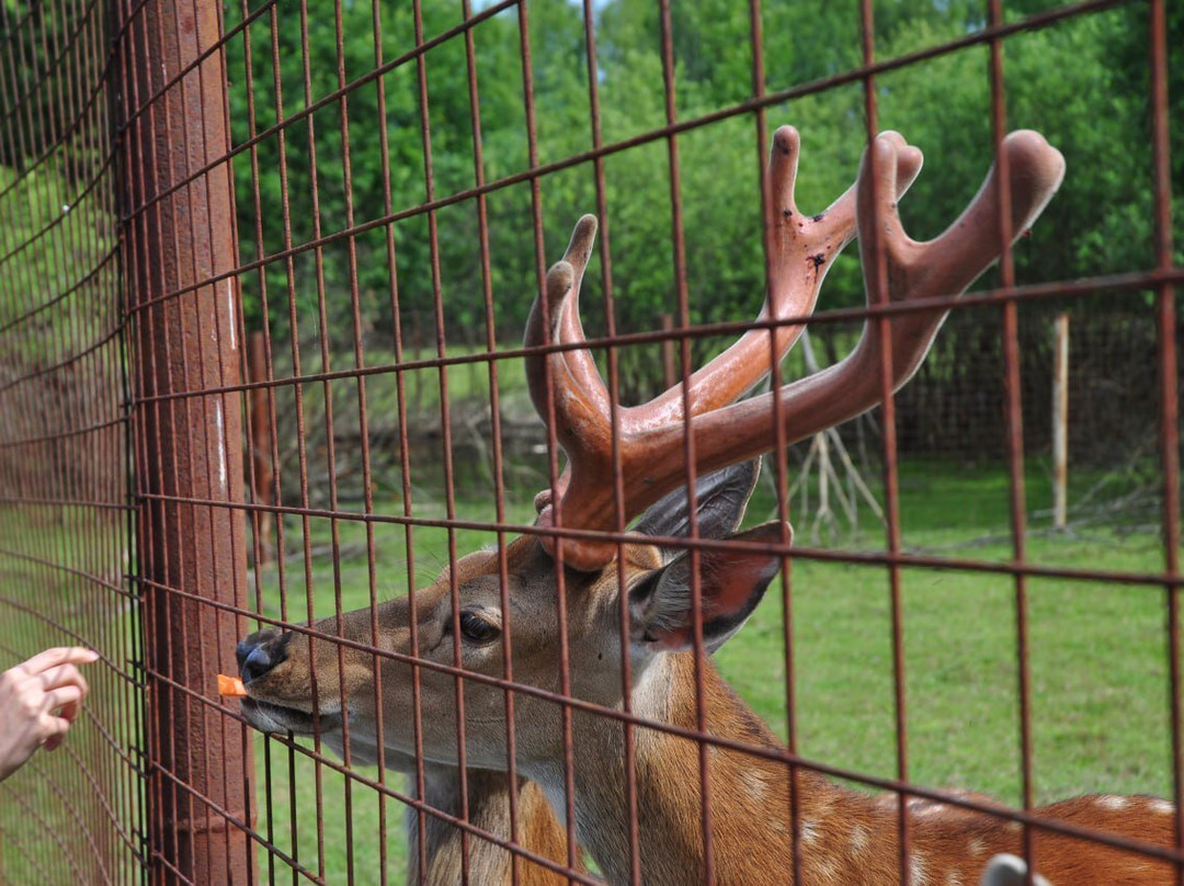Koporye Eco-Trail-Balakhna必去景点
