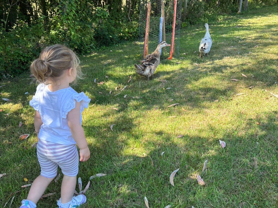 Cornish Lavender-佩伦波思必去景点