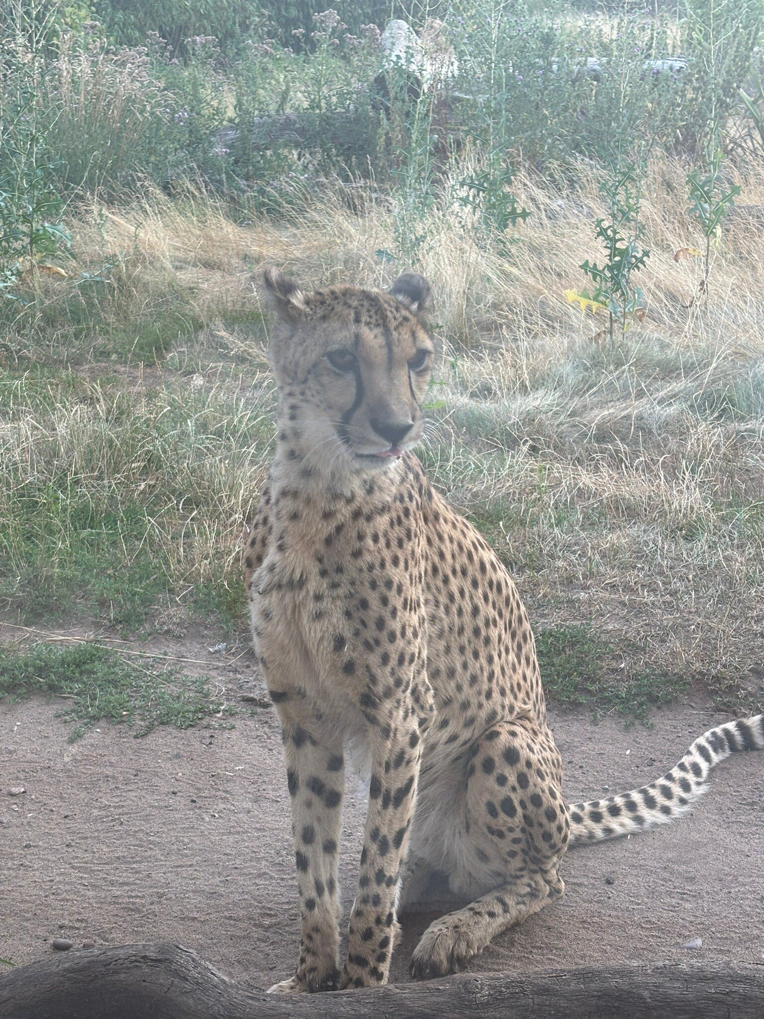 Safari Lodges At West Midlands Safari Park-官方