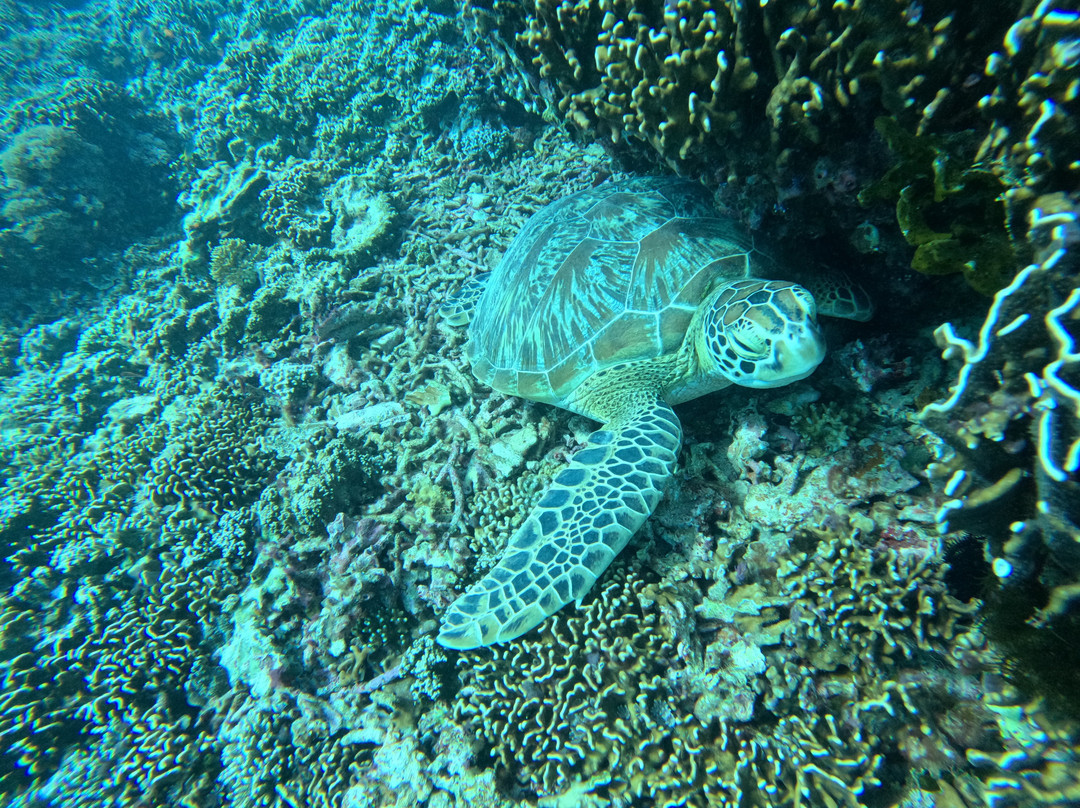 DSM Dive - Gili Trawangan-吉利特拉万安必去景点