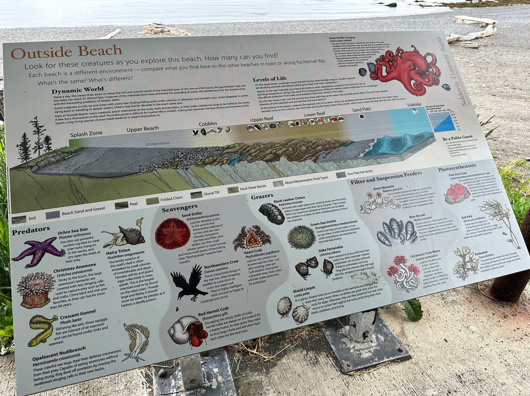 Seldovia Nature Tours-Seldovia必去景点