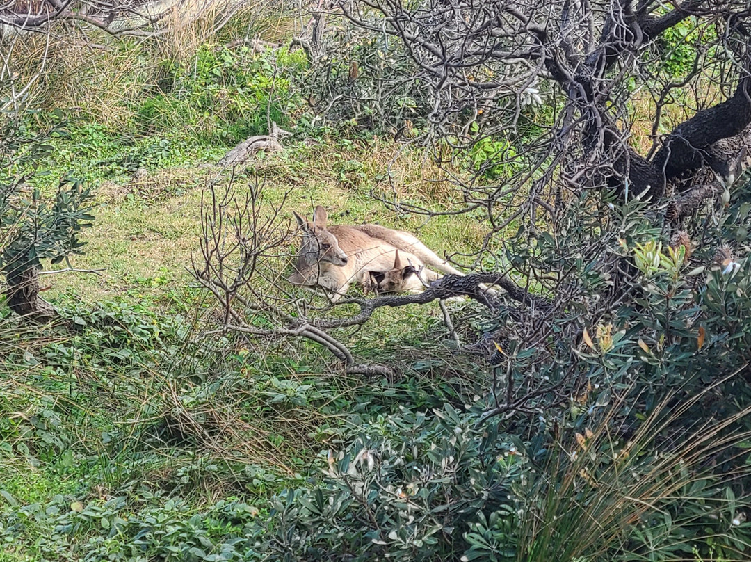 Meanjin to Minjerribah Cultural Day Trip.-Point Lookout必去景点