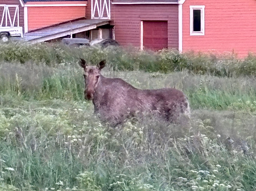Vesterålen Tours-Sortland必去景点