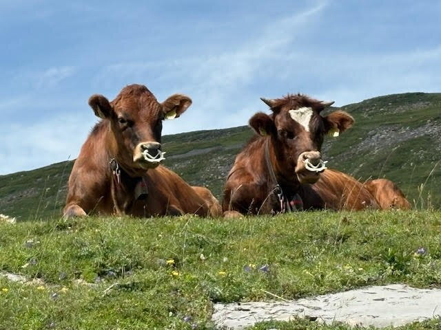 Luftseilbahn Sahli-Glattalp