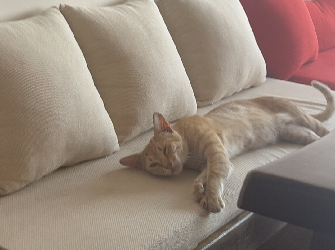 Tyche Vegan Restaurant & Cafe