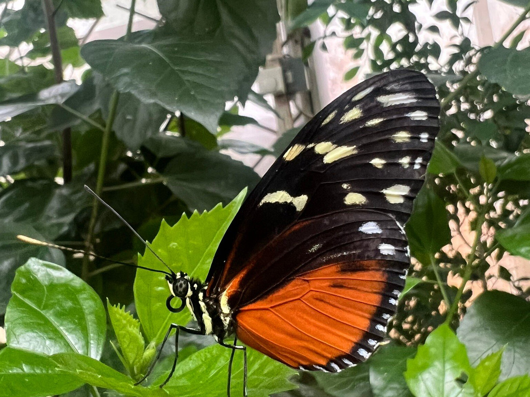 Casa delle Farfalle-Milano Marittima必去景点