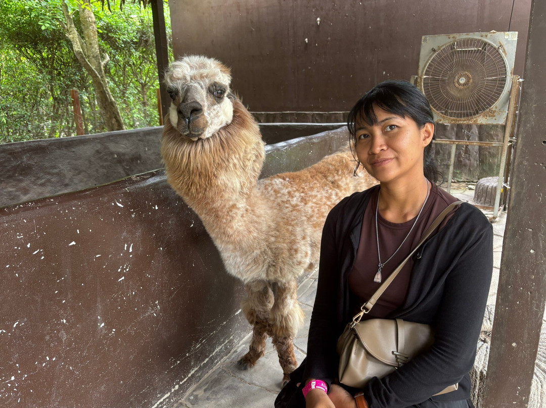 羊驼农场-愿拼县必去景点