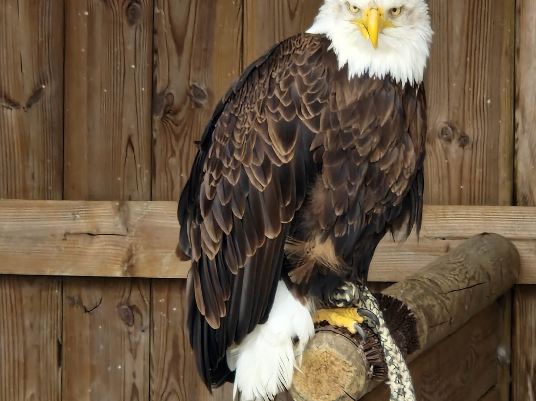 Wild- und Freizeitpark Willingen-Willingen必去景点