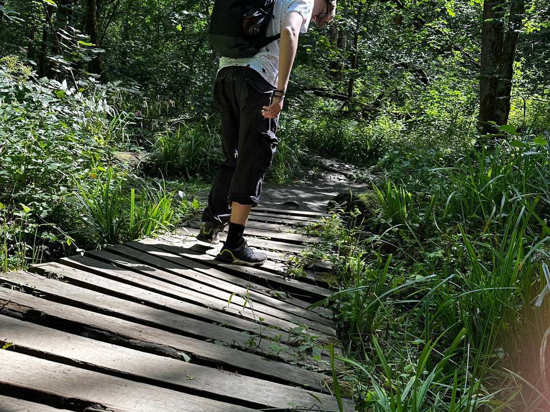 Hackfall Wood-里彭必去景点