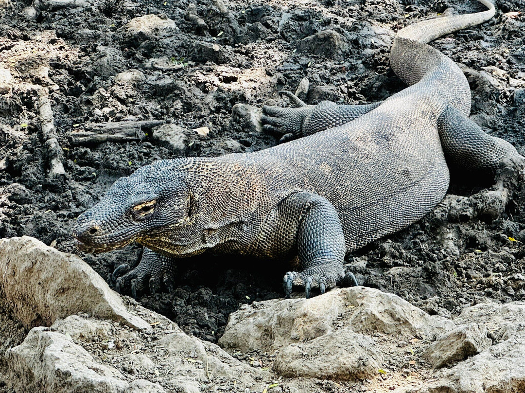 Komodo local tour-科莫多必去景点