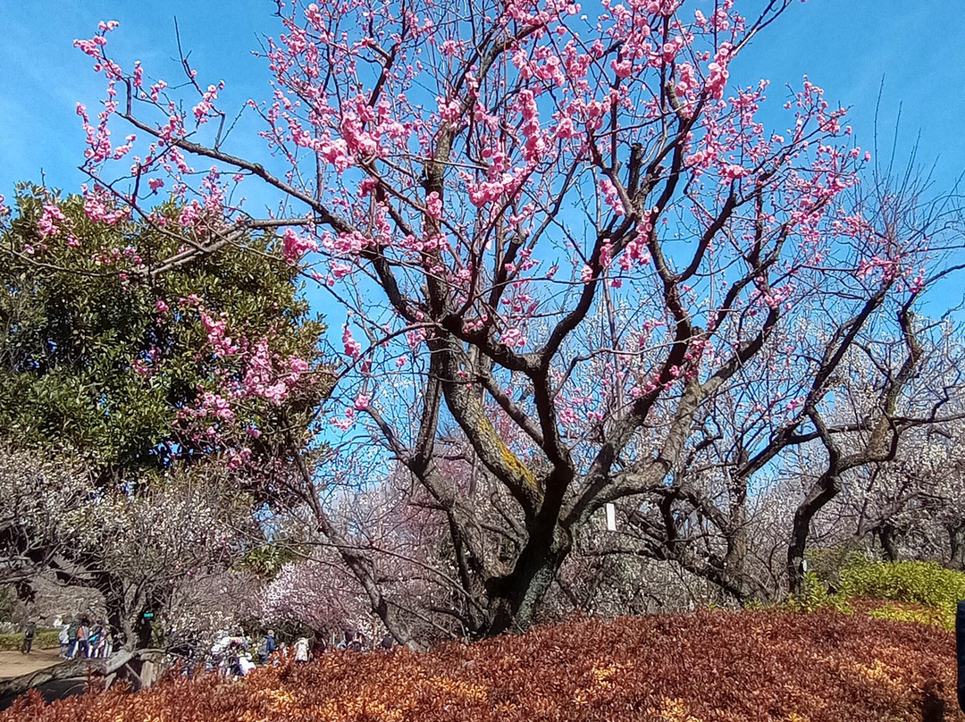 Hanegi Park-世田谷区必去景点