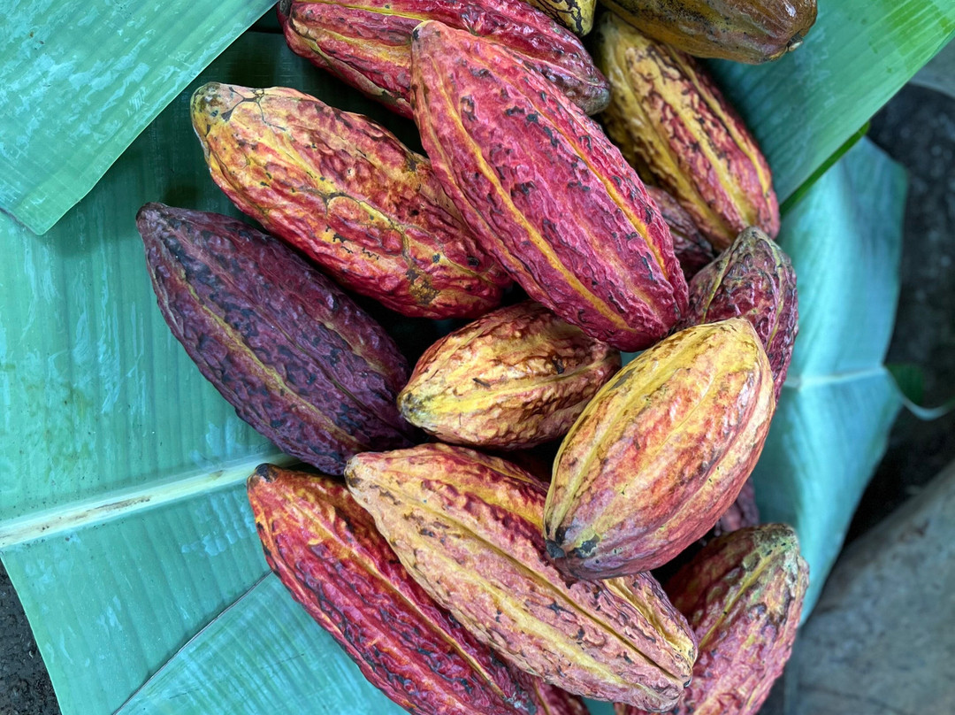 Dengo Origem-Ilheus必去景点