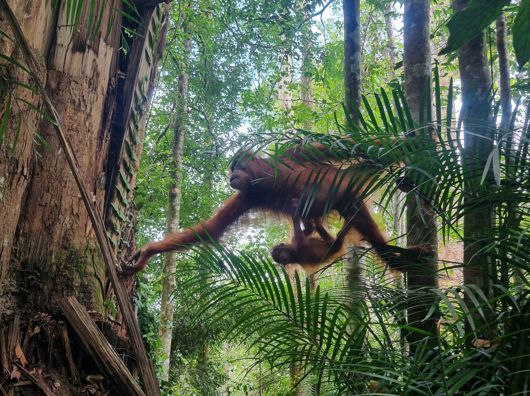 Explore Sumatra Trekking-武吉拉旺必去景点