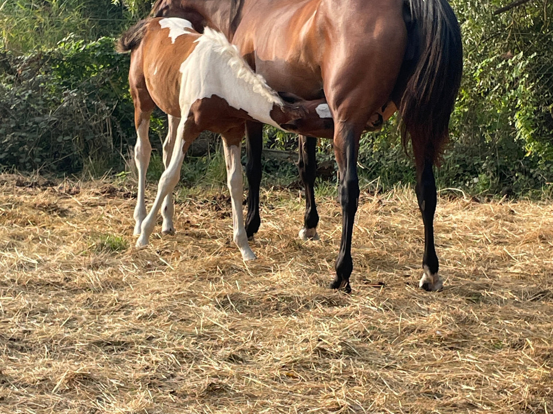 La Chevauchée des Dunes-圣热昂德蒙特必去景点