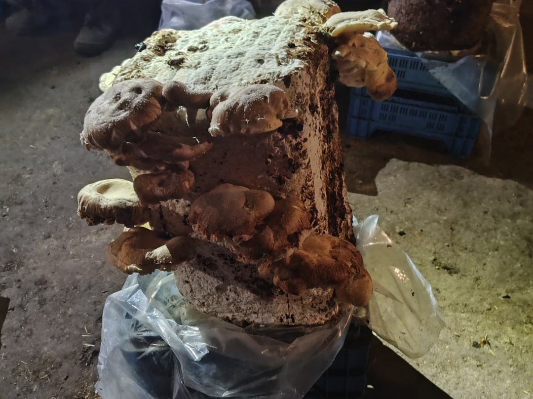 Champignonniere Orbec-Orbec必去景点