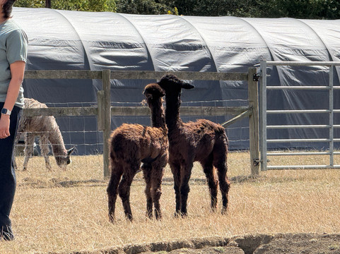 Cotswold Vale Alpacas-伊夫舍姆必去景点