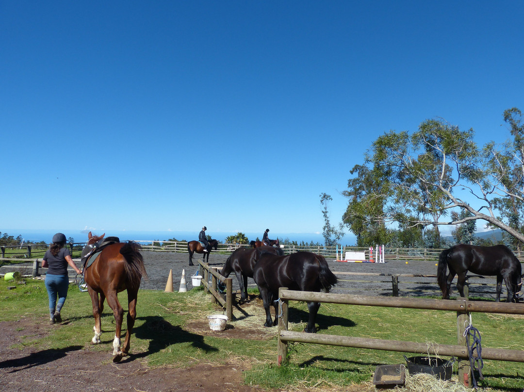 Centre Equestre Altimerens Scea Les Platanes